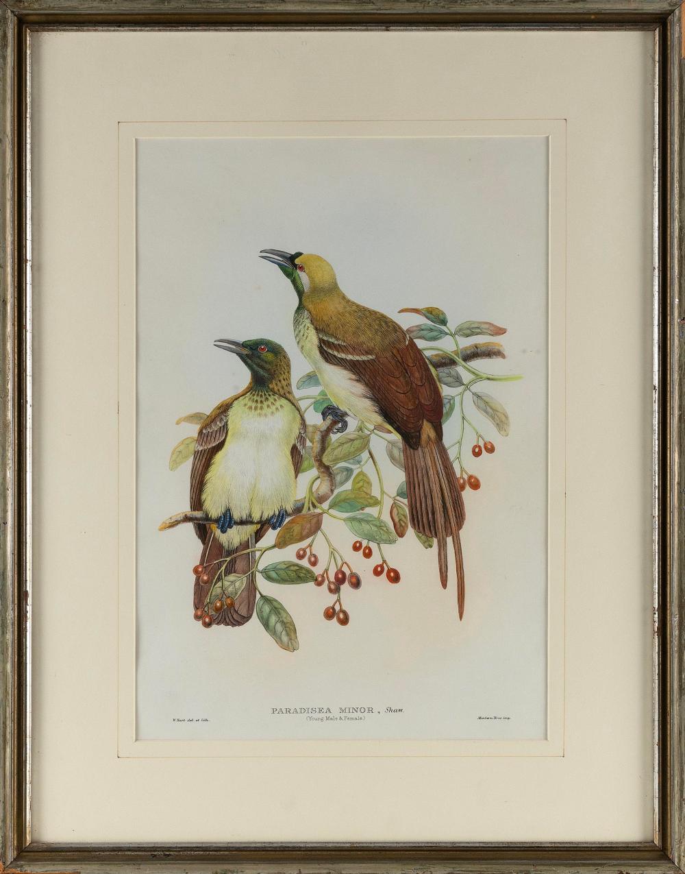 HAND-COLORED LITHOGRAPH OF BIRDS OF