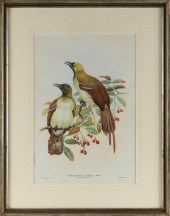 HAND-COLORED LITHOGRAPH OF BIR