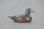 HARLEQUIN DUCKMark S. McNair (