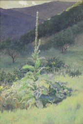 HAROLD BROADFIELD WARREN (1859