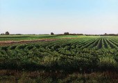 HAROLD GREGOR ILLINOIS LANDSCA