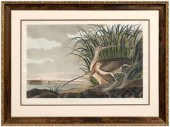 Havell edition Audubon print (