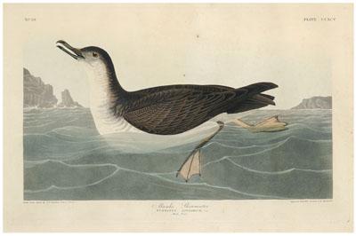 Havell edition Audubon print, Manks
