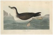 Havell edition Audubon print,