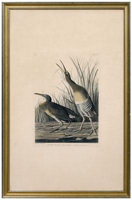 Havell edition Audubon print,