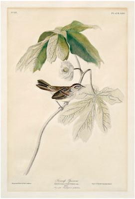 Havell Edition Audubon print,