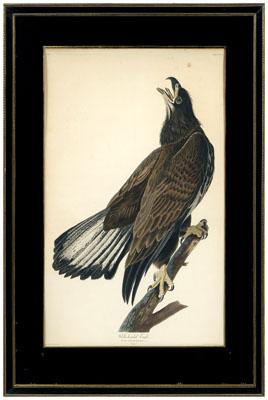 Havell edition Audubon print,