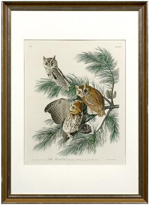 Havell print, after Audubon,