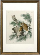 Havell print, after Audubon, [