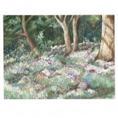 HELEN KNAPP (NC), THE FOREST P