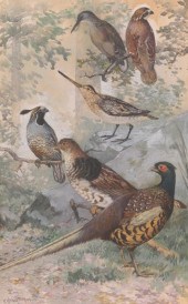 HENRY HOBART NICHOLS (AMERICAN