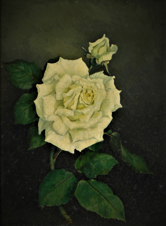HERMANN MURPHY O/B WHITE ROSE STILL
