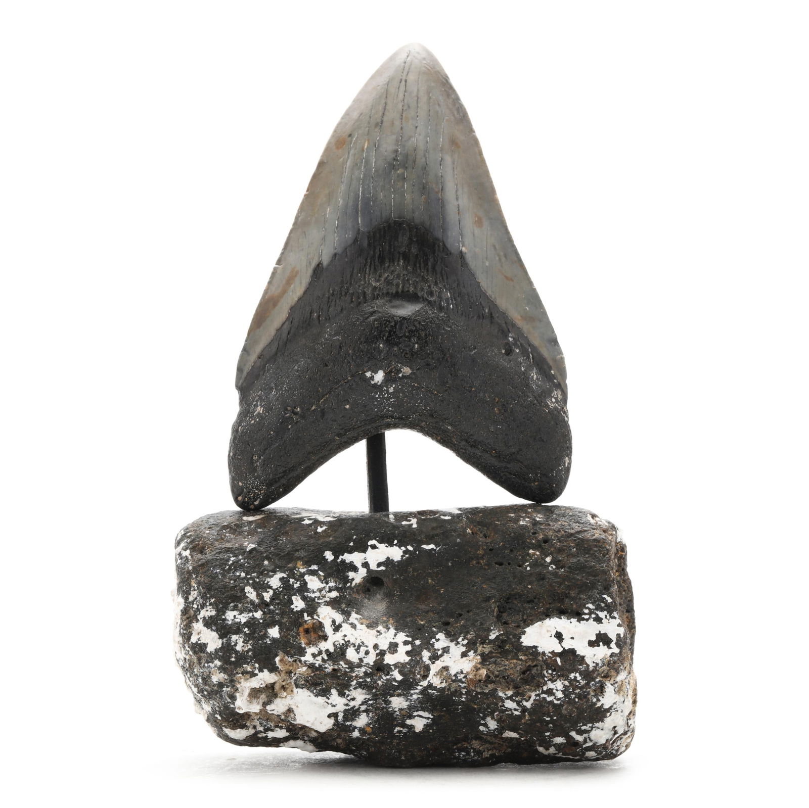 HIGH GRADE NORTH CAROLINA MEGALODON