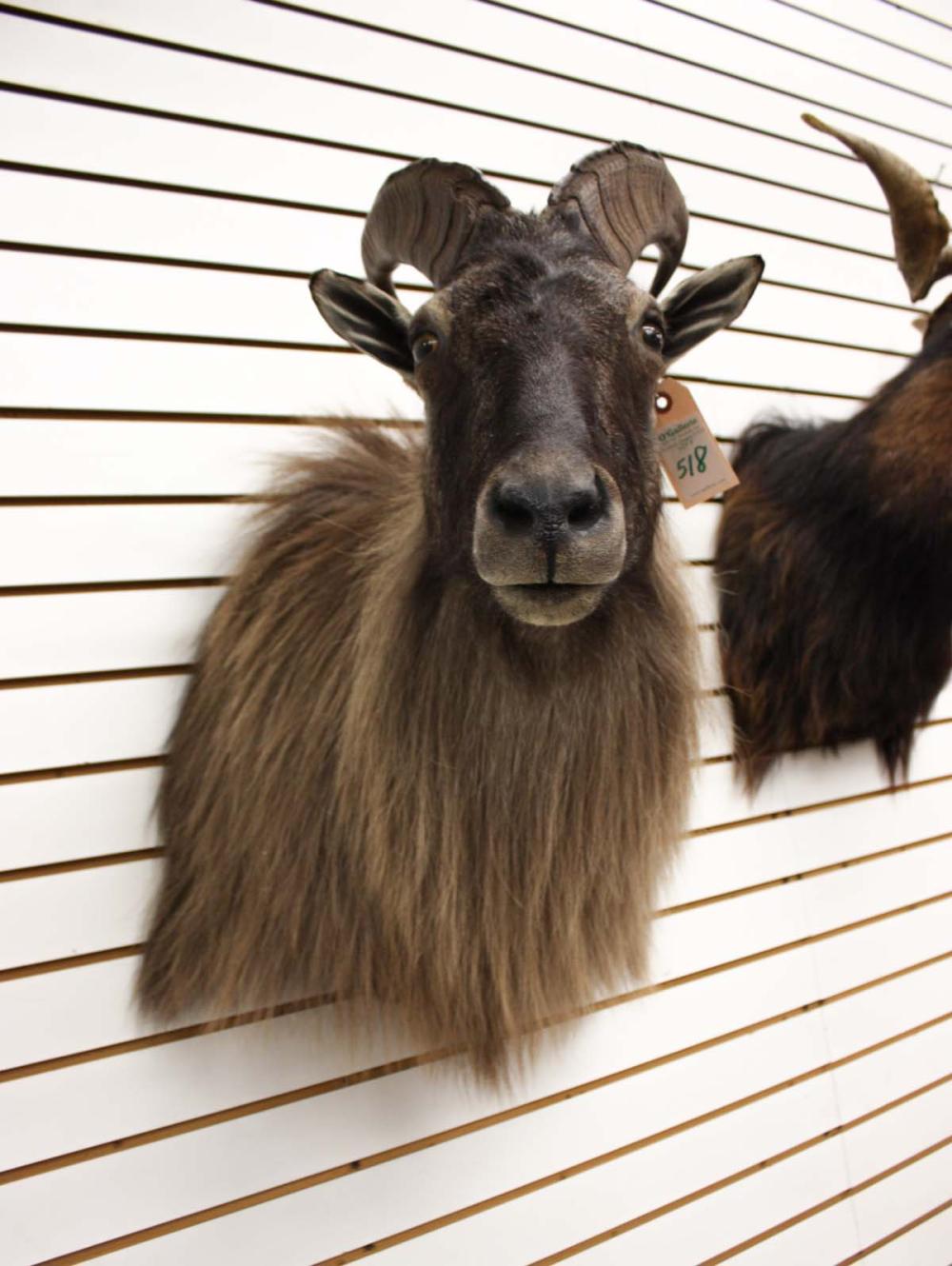 HIMALAYAN OR NEW ZEALAND TAHR
