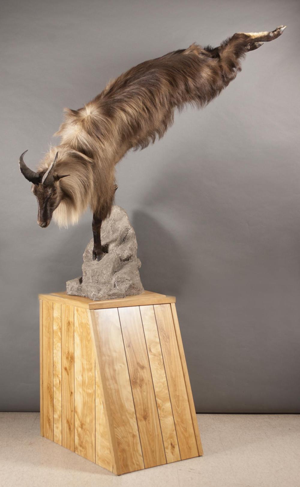 HIMALAYAN TAHR (HEMITRAGUS