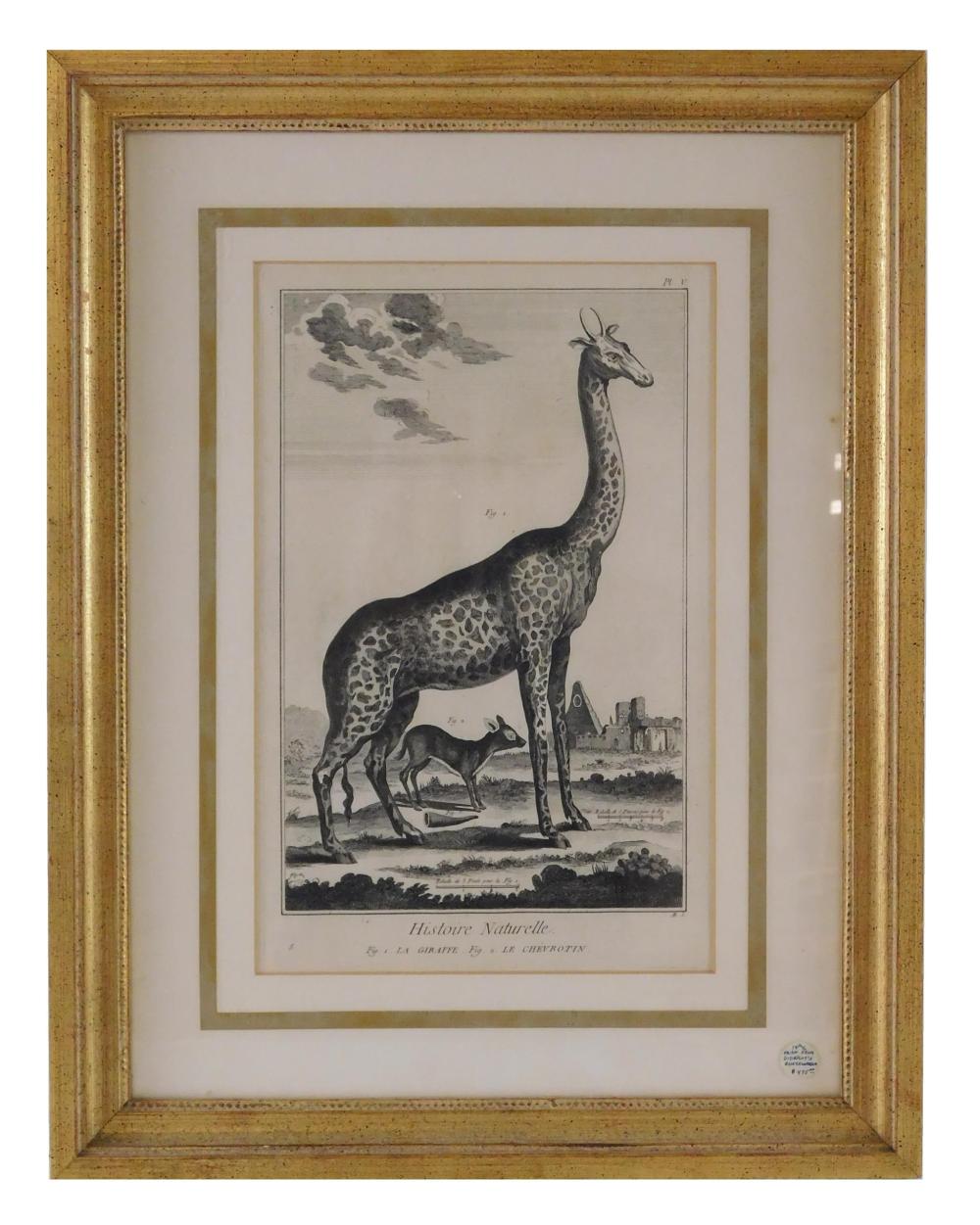 "HISTOIRE NATURELLE, LA GIRAFFE, LE