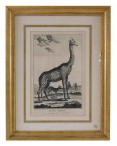 "HISTOIRE NATURELLE, LA GIRAFF