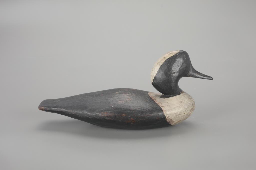 HOODED MERGANSER DRAKEAtlantic