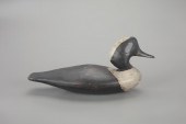 HOODED MERGANSER DRAKEAtlantic