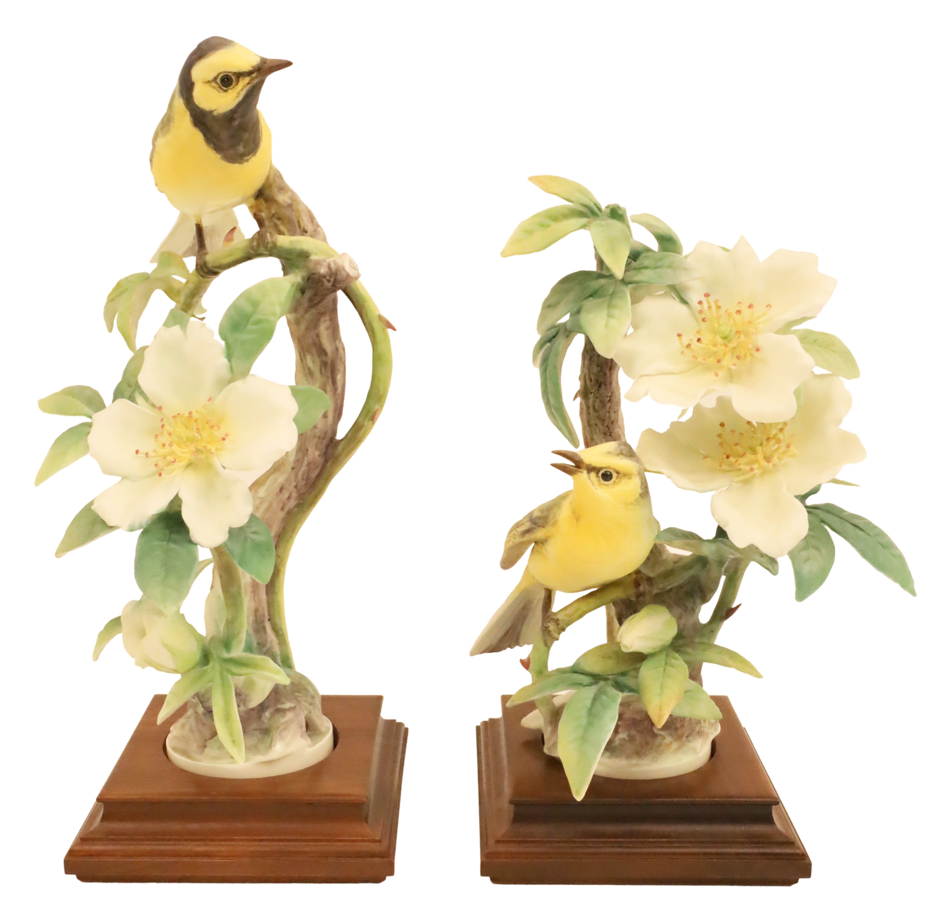 HOODED WARBLERS BY DOROTHY