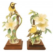 HOODED WARBLERS BY DOROTHY DOU