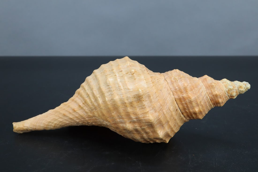 HORSE CONCH SEASHELL, 9"HORSE CONCH