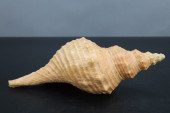 HORSE CONCH SEASHELL, 9"<br>HO