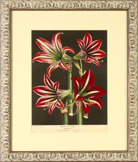 Horto Van Houtteano (Belgian,
