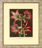 Horto Van Houtteano (Belgian,