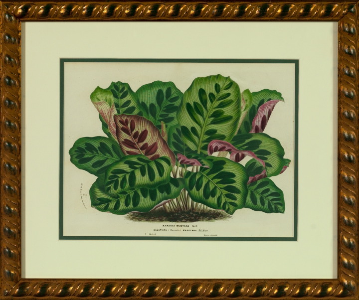 Horto Van Houtteano (Belgian,