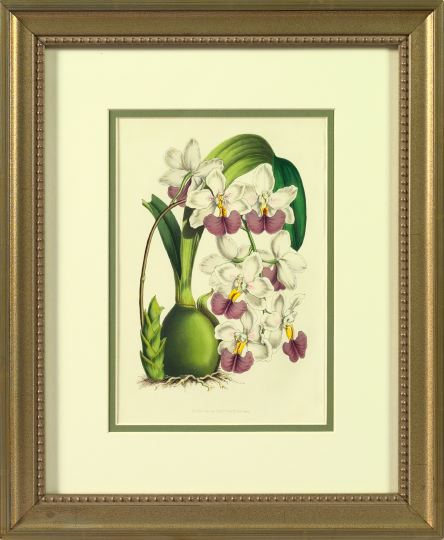 Horto Van Houtteano (Belgian,