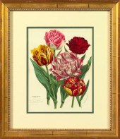 Horto Van Houtteano (Belgian,