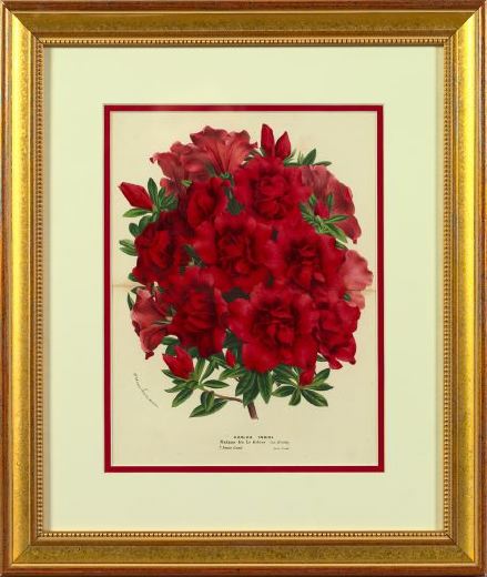 Horto Van Houtteano (Belgian,