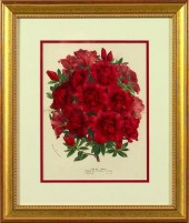 Horto Van Houtteano (Belgian,