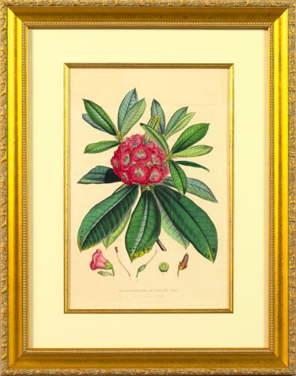 Horto Van Houtteano (Belgian,