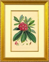 Horto Van Houtteano (Belgian,