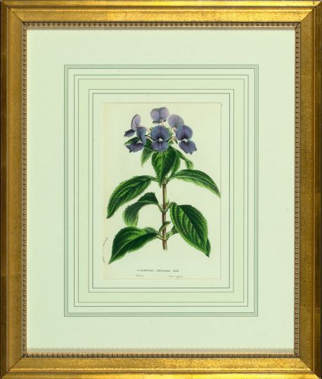 Horto Van Houtteano (Belgian,