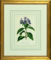 Horto Van Houtteano (Belgian,