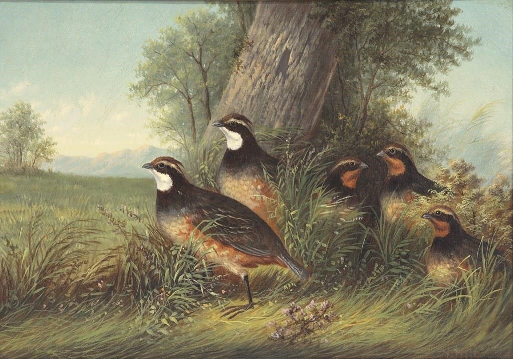 HOWARD L. HILL (1822-1888)Quail
