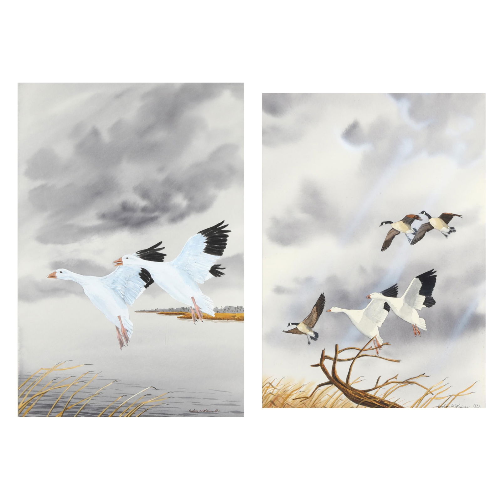 HUDSON WILLIAMS (NC), SNOW GEESE