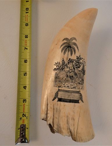 HUGE 33 OZ. SCRIMSHAW WHALE TOOTH -