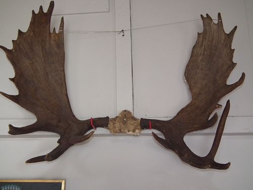 HUGE MOOSE ANTLERSA huge rack of
