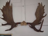 HUGE MOOSE ANTLERSA huge rack