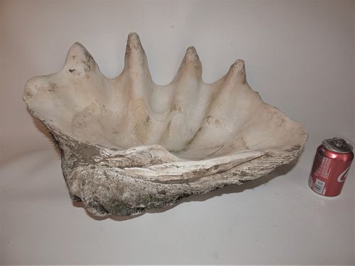 HUGE NATURAL CLAM SHELLHuge natural