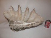 HUGE NATURAL CLAM SHELLHuge na