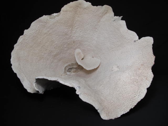 Huge natural Montipora coral