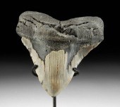 HUGE PREHISTORIC FOSSILIZED ME