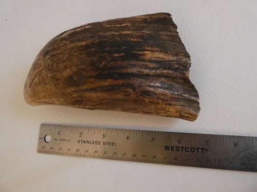 HUGE RAW WHALE TOOTHHuge dark