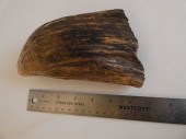HUGE RAW WHALE TOOTHHuge dark