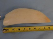 HUGE RAW WHALE TOOTHHuge raw w